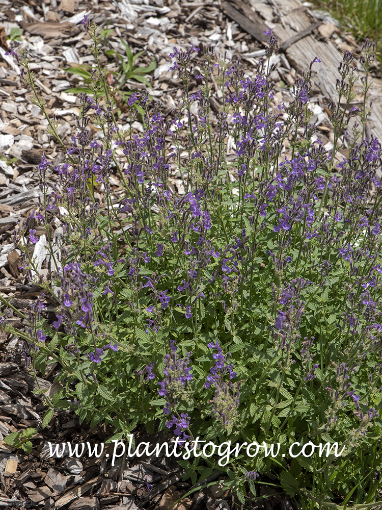 Little Trudy Catmint (Nepeta)
(June 9th)